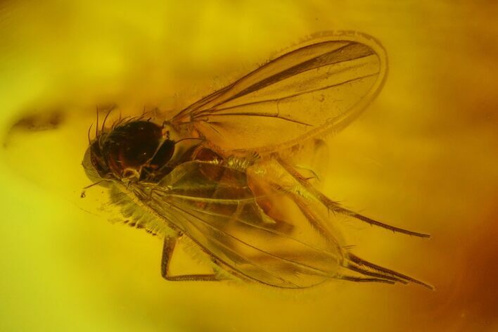 Fossil Fly (Diptera) In Baltic Amber #159777